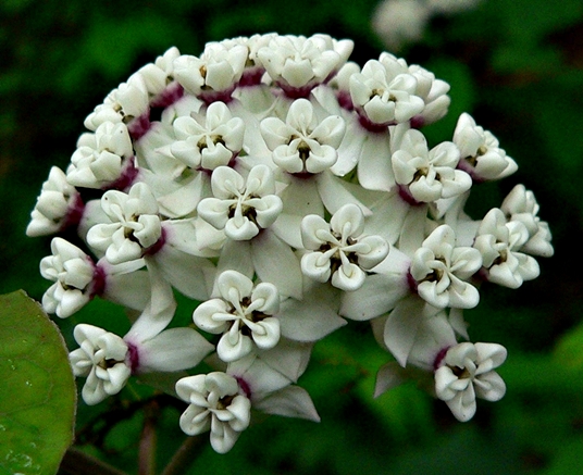 {Asclepias variegata}